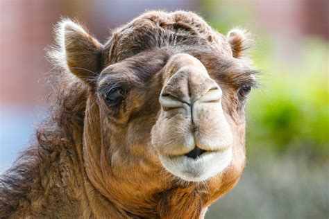 Camel as a Unique and Exotic Pet Option