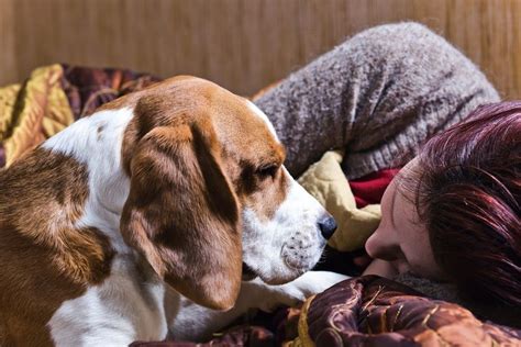 Canine Companions: Do Dogs Experience Dreams?