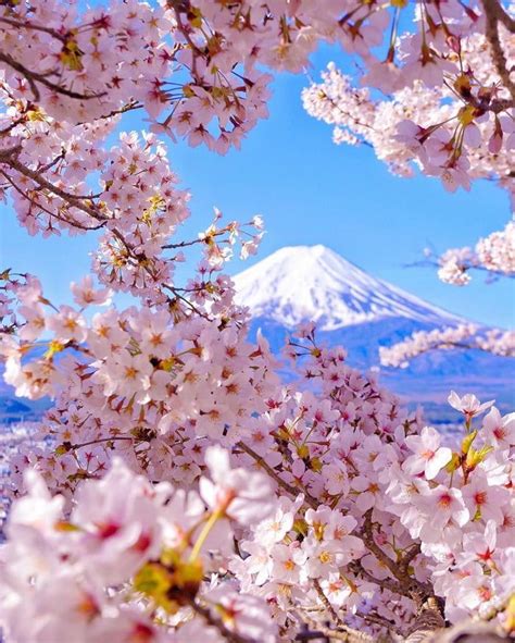 Captivating Beauty of Sakura Trees