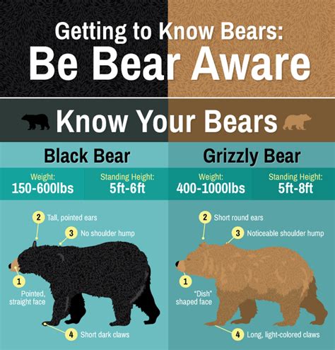 Captivating Facts and Trivia About Precious Young Bears You Might Not Be Aware Of