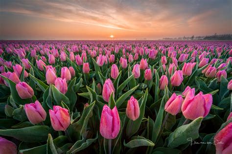 Captivating Landscapes: Majestic Fields of Rosy Tulips Around the Globe