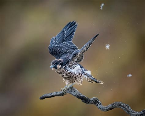 Captivating Moments: Witnessing the Birth of a Peregrine Falcon