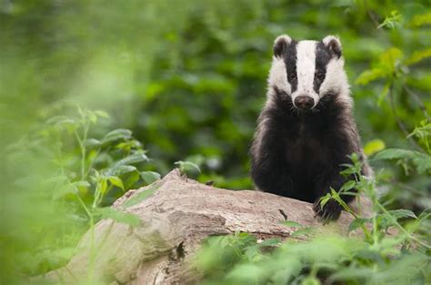 Captivating Tales from Badger Conservationists