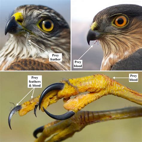 Captivating Talons and Sharp Beaks: Understanding the Physical Features of Raptors