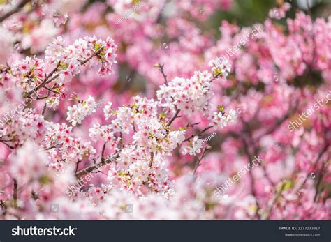 Captivating the Enchanting Splendor of Blossoming Trees: An Artistic Exploration