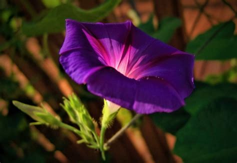 Captivating the Otherworldly Elegance of Morning Glory: Insights on Cultivating and Capturing