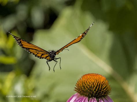 Capturing Butterflies Through the Lens: Photographing the Beauty of Flight