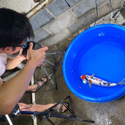 Capturing the Essence: Techniques for Photographing the Enchanting Koi