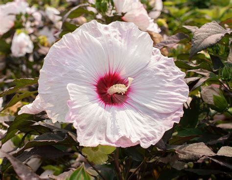 Capturing the Essence of Blush-Colored Hibiscus: Photography Tips and Techniques