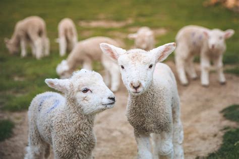 Capturing the Purity: Photographing Newborn Lambs