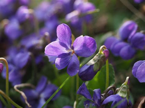 Capturing the Splendor of Spring Violets through Photography