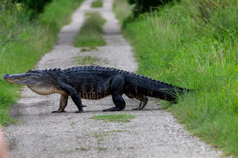 Capturing the Unforgettable: Tips for Photographing the Magnificent Big Gator