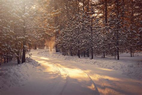 Capturing the Winter Magic: Photographing Frosty Tempests