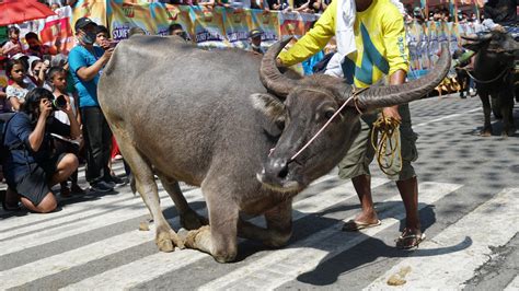 Carabao Festivals: Celebrating the Magnificence and Essence of the Majestic Water Buffalo