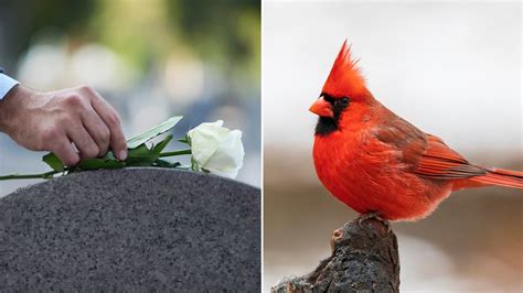 Cardinals as Messengers: What Are They Trying to Tell You?