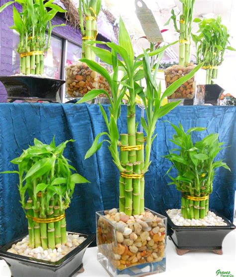 Career Path and Achievements of the Bamboo Plant