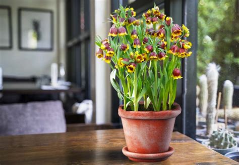 Caring for Bulbs Throughout the Seasons