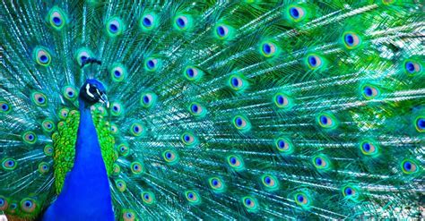 Caring for Live Peacocks: Important Considerations Before Bringing One into Your Home