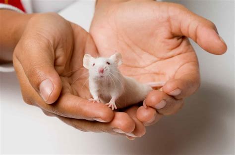 Caring for Pet Mice: Essential Tips and Guidelines