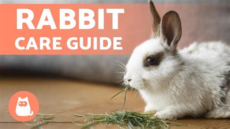 Caring for Rabbits: An In-Depth Guide