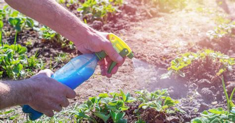 Caring for Rice Plants: Watering, Fertilizing, and Pest Control