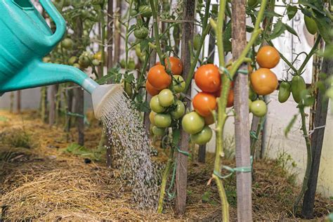 Caring for Tomato Plants: Watering, Pruning, and Fertilizing