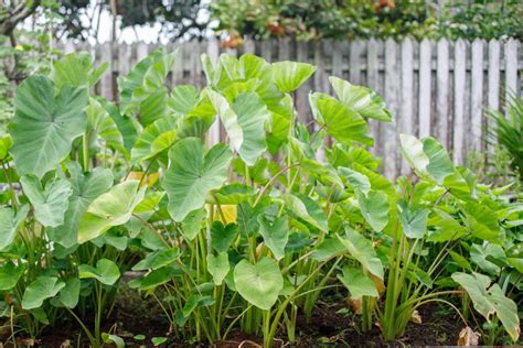 Caring for Yam Plants: Watering and Fertilizing