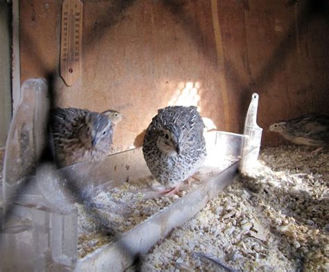 Caring for Young Quails: Key Tips for Success