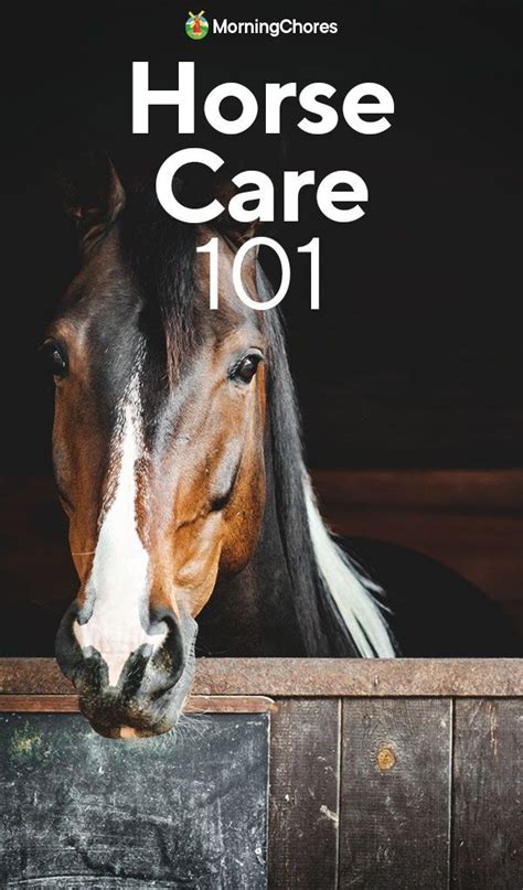 Caring for Your Equine Companion: The Basics of Horse Health and Nutrition