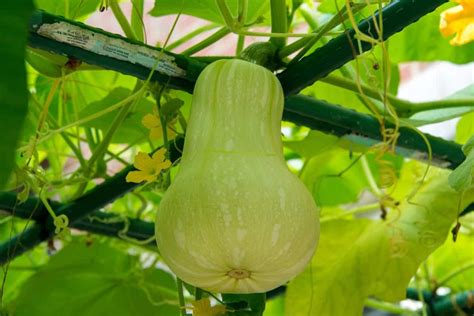 Caring for Your Gourd Plants: Nurturing, Feeding, and Trimming