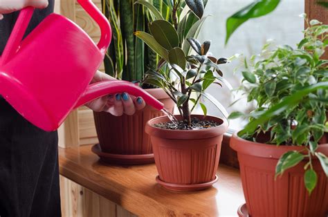 Caring for Your Indoor Plants: Watering, Lighting, and Maintenance