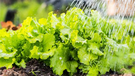 Caring for Your Lettuce Plants: Watering, Fertilizing, and Pest Control