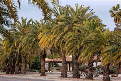 Caring for Your Palm Tree in the Early Stages