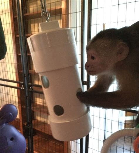 Caring for Your Primate Companion: Feeding, Training, and Building a Connection