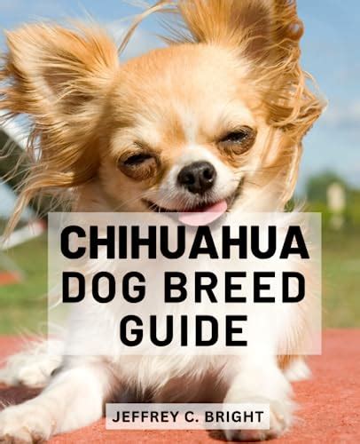 Caring for Your Tiny Chihuahua Companion: Nurturing, Pampering, and Exercise