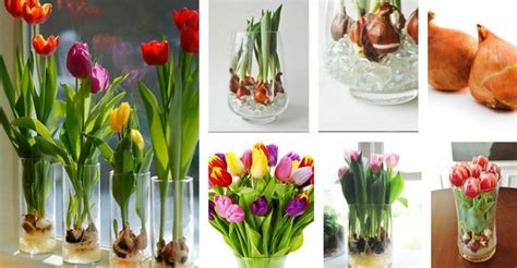 Caring for Your Tulips: Watering, Fertilizing, and Pest Control