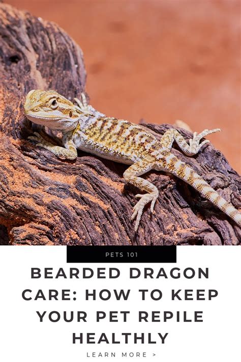 Caring for a Bearded Dragon: Tips and Guidelines for an Enjoyable and Fit Pet