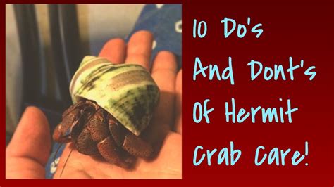 Caring for a Crab: Maintenance and Hygiene Tips