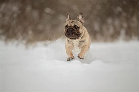 Caring for a Snowy Bulldog: Helpful Suggestions and Factors to Consider