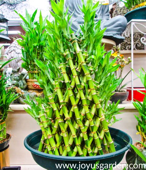 Caring for and Growing Your Own Fortunate Bamboo