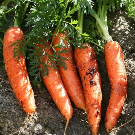 Carrots for All Seasons: Summer Refreshments and Winter Comfort