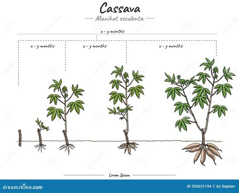 Cassava as a Symbol of Personal Growth and Transformation