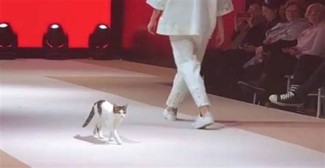 Cat Fashion: From Catwalks to Cat Accessories