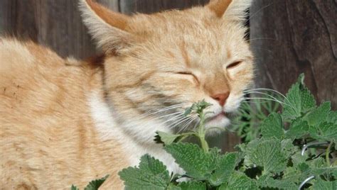 Catnip Visions: Exploring the Meaning of Cat Dreams and Herbal Remedies