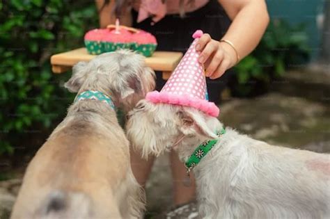 Celebrating Special Moments with Your Furry Companions