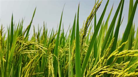 Celebrations and Festivals in Paddy Fields: Cultural Events Imbued with Tradition