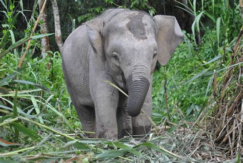 Challenges and Advantages of Having Miniature Elephants as Companions