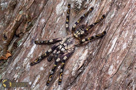 Challenges and Rewards: Overcoming Common Misconceptions about Tarantula Ownership