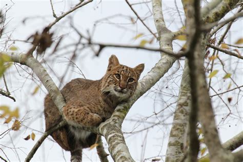 Challenges and Rewards of Nurturing a Young Bobcat: An Inspirational Journey