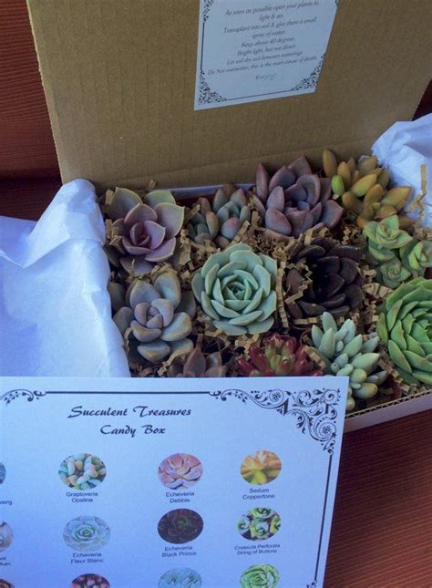 Challenges and Victories of the Succulent Confectionery Artisan